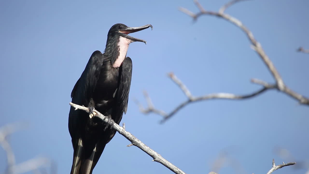 에스콘디도 새 07