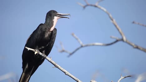 aves escondidas 07