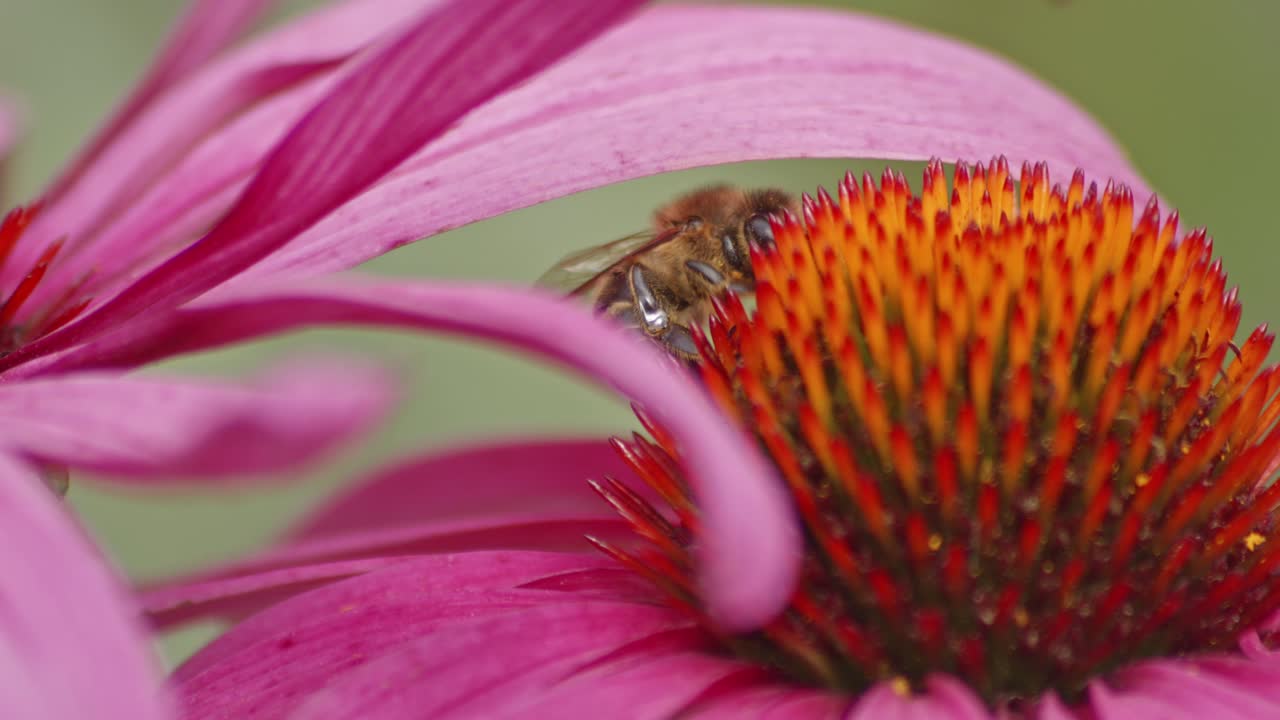 macro extremo de una abeja melífera recogiendo polen bajo un pétalo de flor en una flor de cono naranja