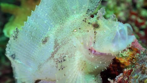 white leaf scorpionfish  stretching mouth close up shot