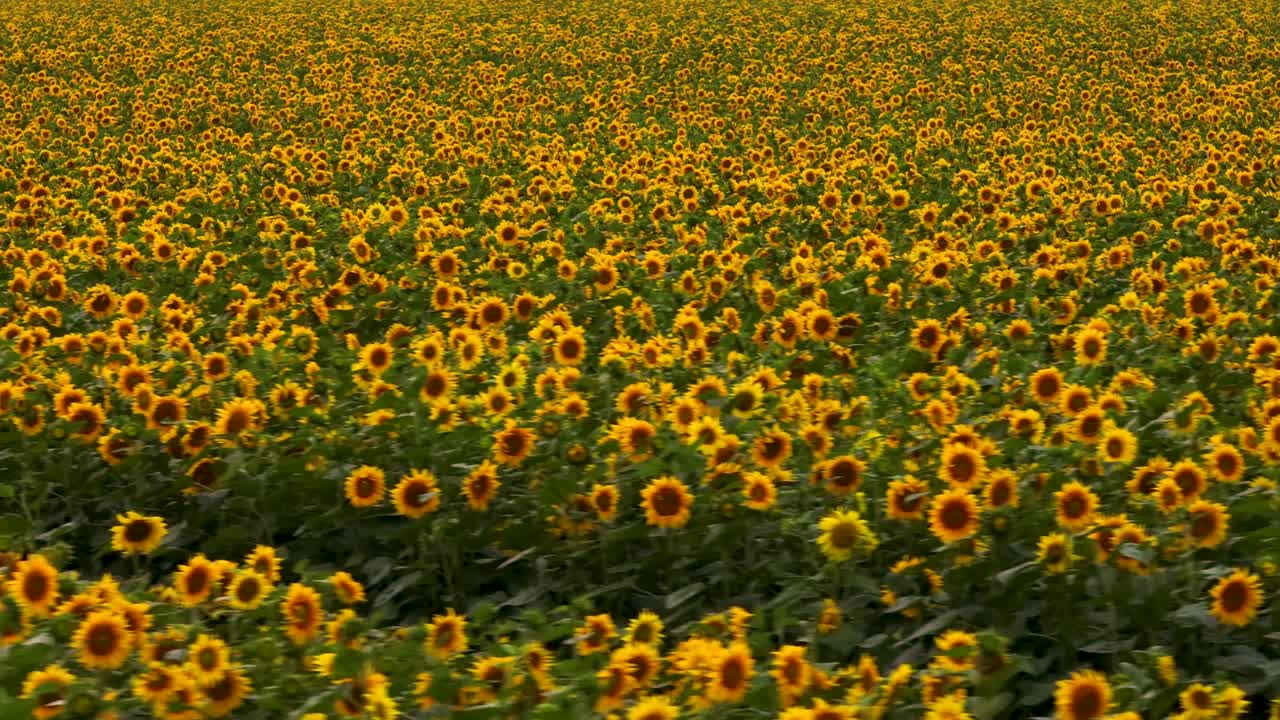 Campo di girasoli