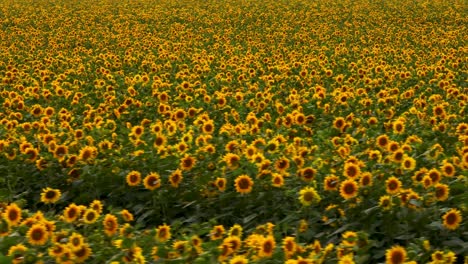 sunflower field