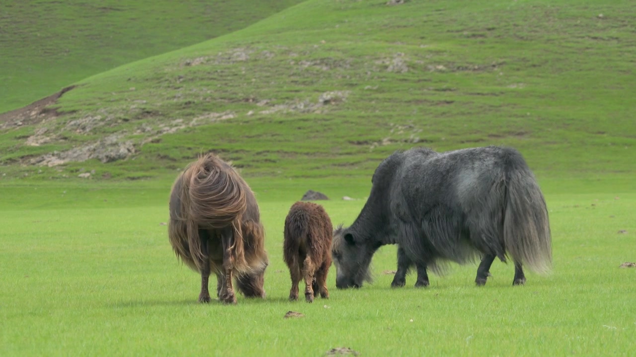 Famiglia di yak al pascolo su un rigoglioso prato verde di montagna