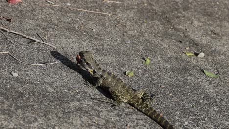 lizard basking, moving slowly on pavement.