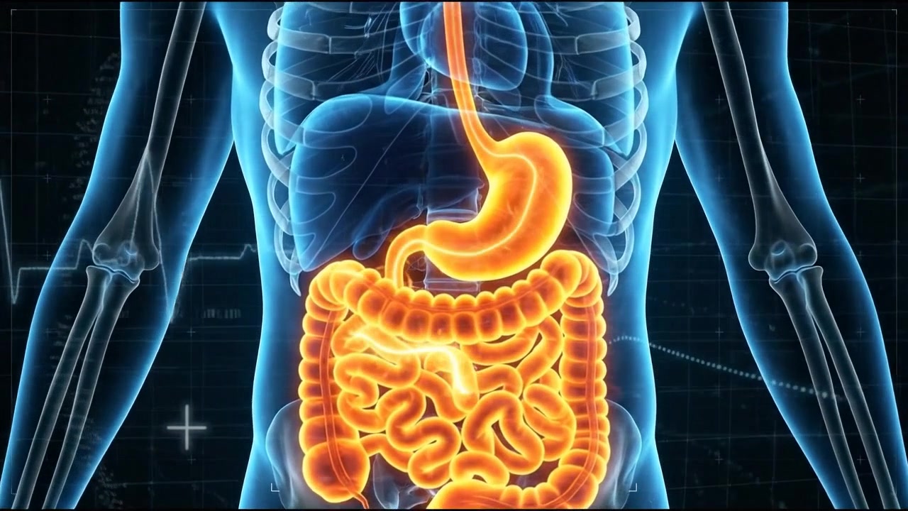 Full body human silhouette highlighting glowing blue digestive stomach and organs