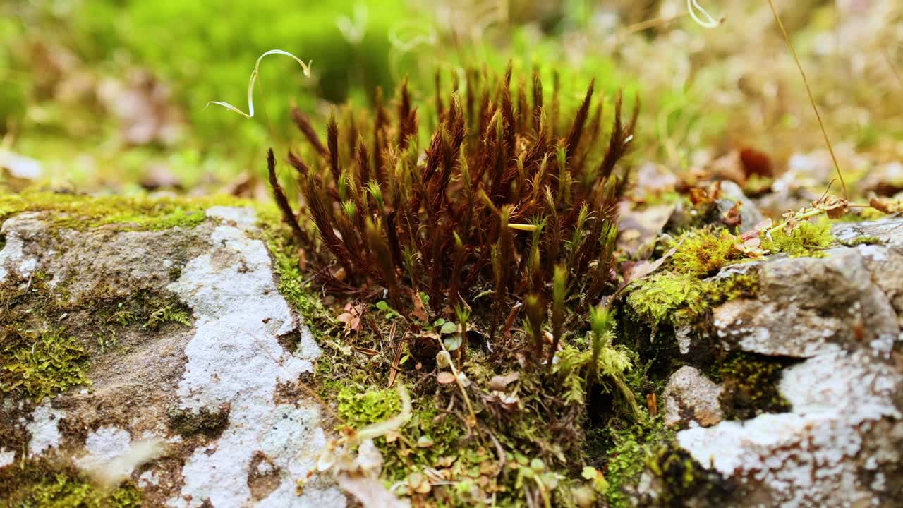 primer plano de musgo en una pared de piedra