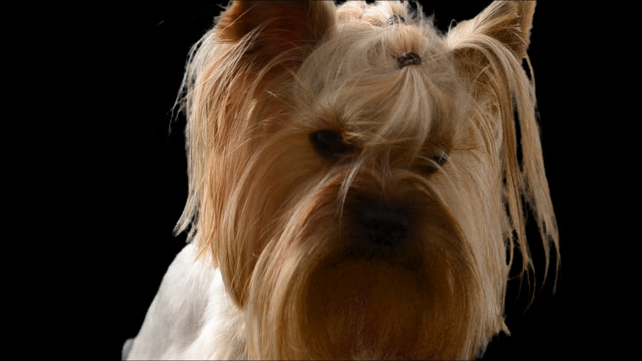 Yorkshire terrier. Alfa-kanal inkluderet