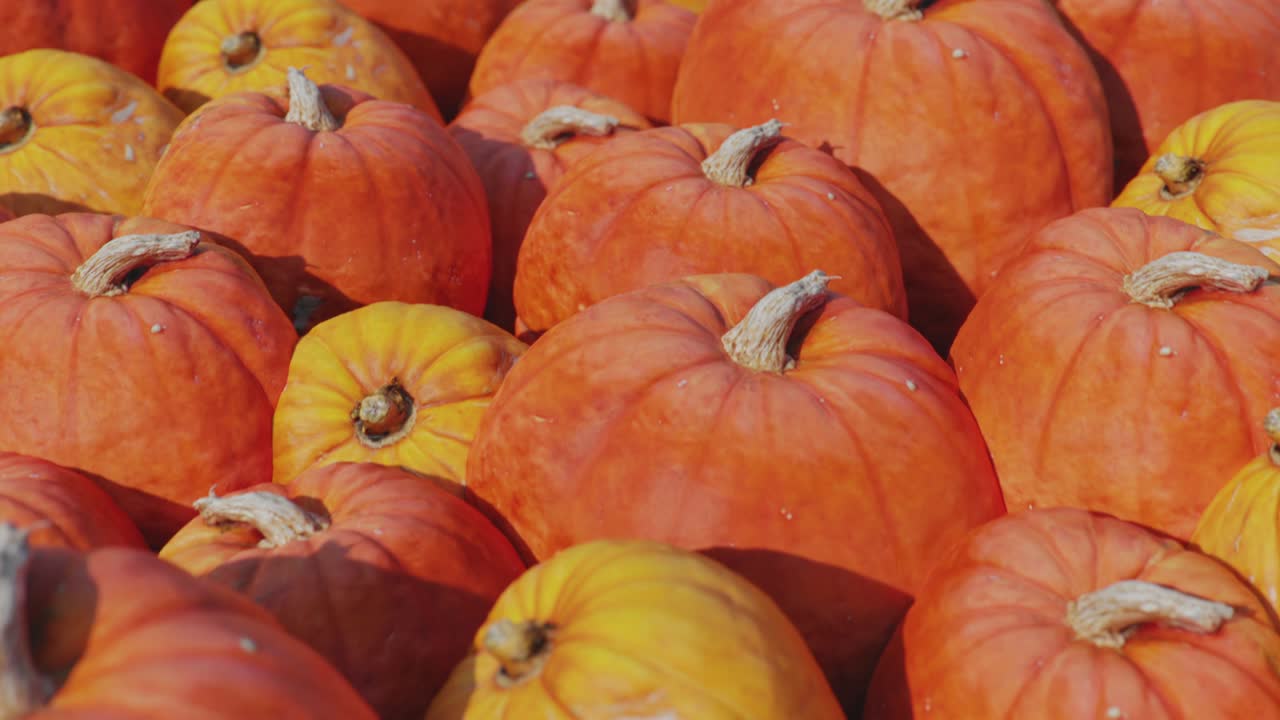 빛에 많은 아름다운 큰 노란색과 오렌지색 이. 시각 루프. 플라이오버.