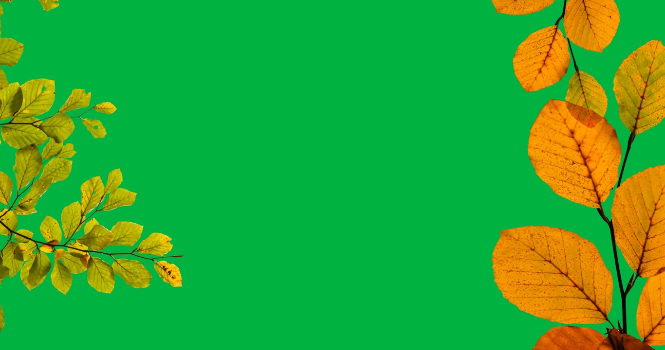 Digital animation of autumn leaves floating against black background