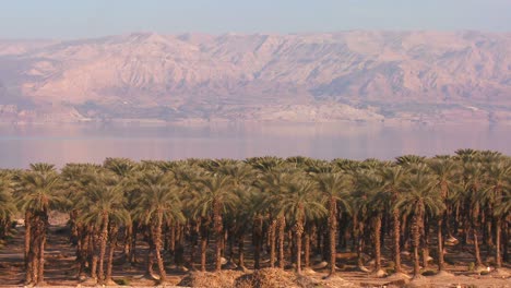 Palmeras-Datileras-Crecen-A-Lo-Largo-De-La-Orilla-Del-Mar-Muerto-Israel