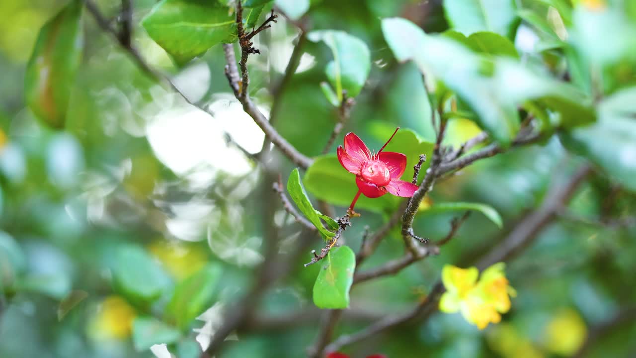 flores rojas y amarillas en una rama