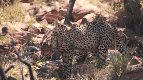 Cheetah-kneeling-down-to-drink-from-savannah-pool-in-shade