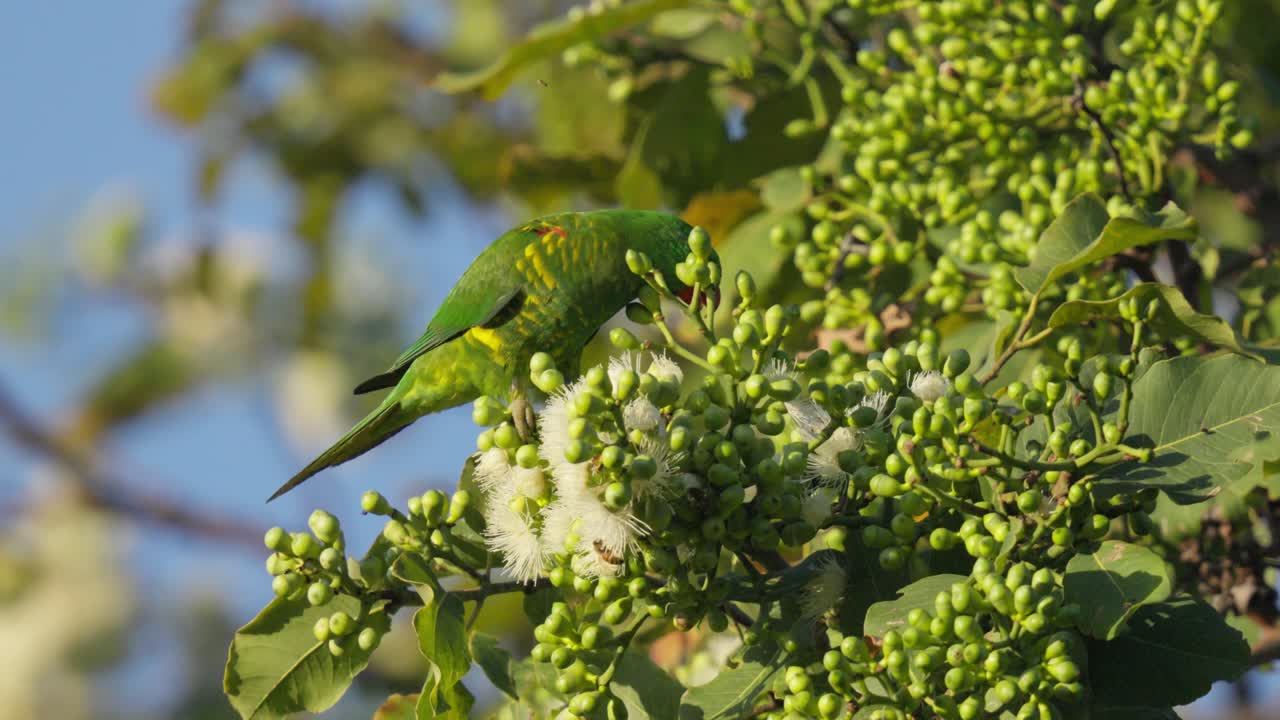 Scaly breasted lorikeet feeding on gum tree flower nectar