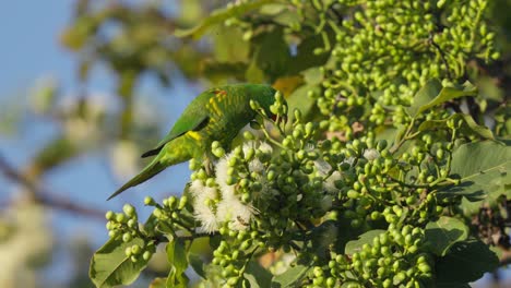 lorikeet de pecho escamoso que se alimenta del néctar de las flores del árbol de la goma
