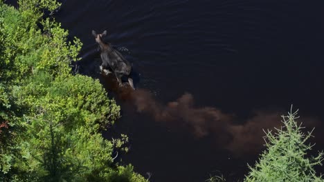 moose walks along riverbank foraging for vegetation dynamic aerial shot