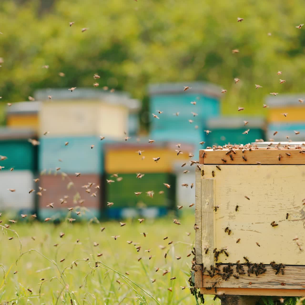 Angry bees coming back to their hives. Honey insects crawling over the wooden hive. Bee farm and greenery in blur at background