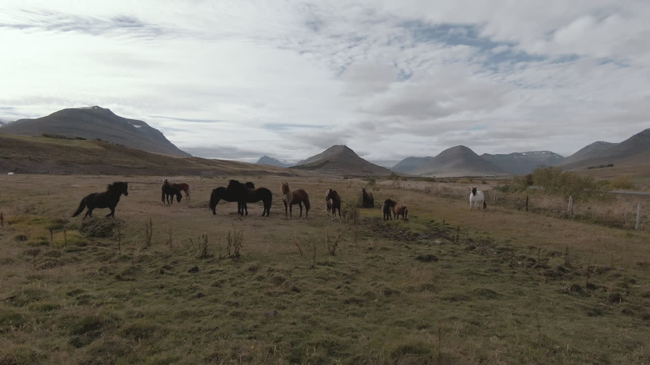 curiosos caballos islandeses jugando en el campo, dolly