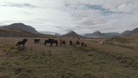 Curious-icelandic-horses-playing-on-the-field,-dolly