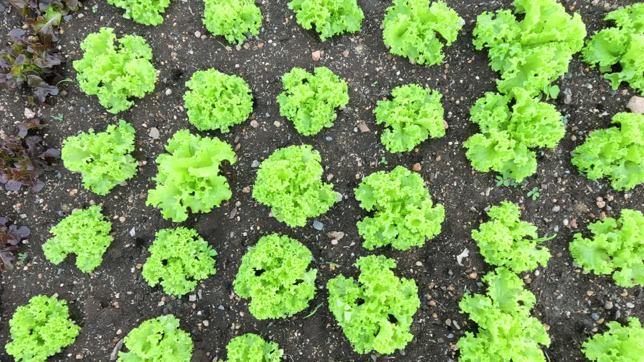 plantas de lechuga que crecen durante un corto período.