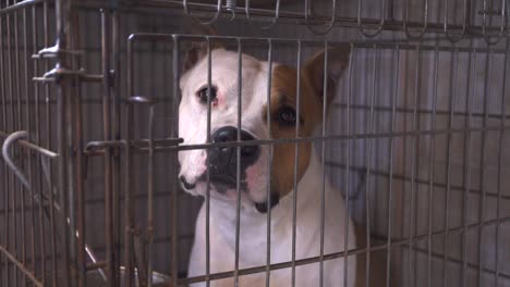 close up of a purebred cane corso dog inside a metal cage