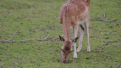 Un-Ciervo-Pastando-En-Un-Entorno-De-Parque-Natural