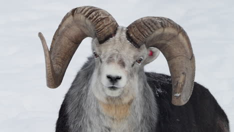 close up of thinhorn sheep chewing grass during winter in whitehorse, yukon, canada.