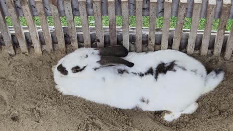 white rabbit relaxing on sand