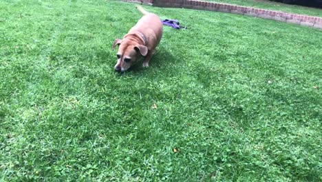 Cute-dog-playing-in-the-grass