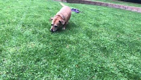 lindo perro jugando en la hierba