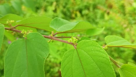 perder hojas verdes durante el día