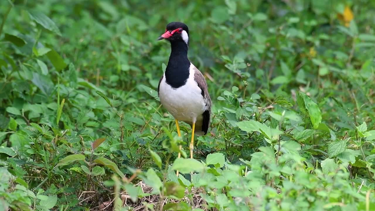 red-wattled lapwing은 태국에서 가장 흔한 새 중 하나입니다.