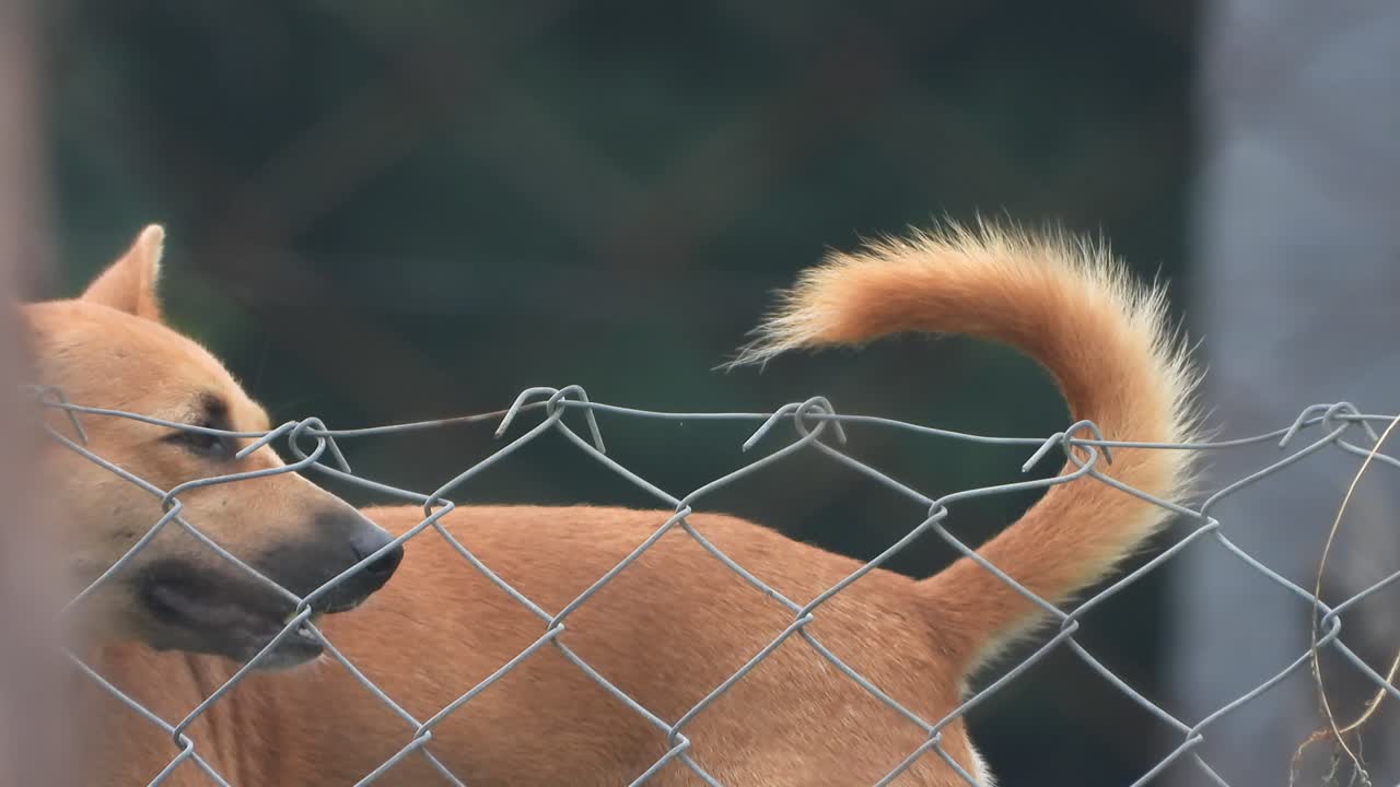 개  ⁇ 리 편안한 눈