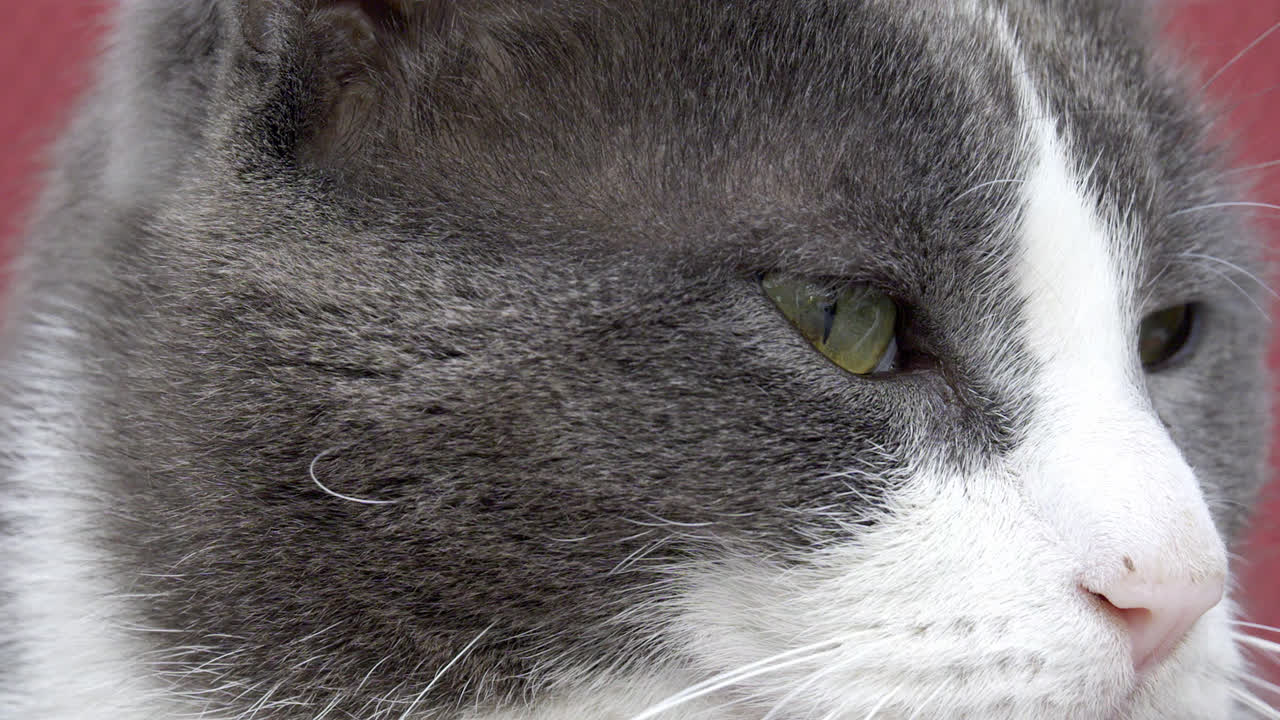 Close-up de um gato cinzento e branco.