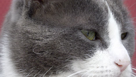 Close-up-of-a-grey-and-white-cat