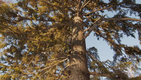 pine tree in winter