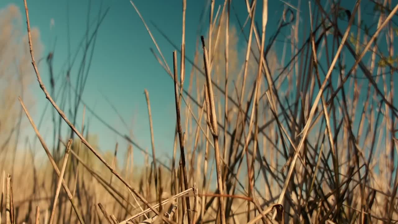 차분한 푸른 하늘을 배경으로 따뜻한 빛 아래의 풀 식물의 클로즈업, 자연의 아름다움, 활력, 그리고 평온의 본질을 구현합니다.