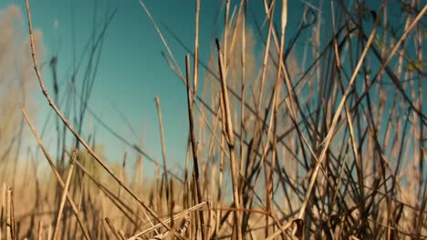 primer plano de la vegetación de hierba bajo el cálido sol contra el telón de fondo de un cielo azul sereno, encarnando la esencia de la belleza natural, la vitalidad y la tranquilidad
