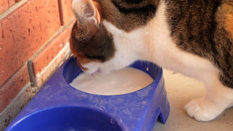 cat drinking milk from a dish outside a suburban house