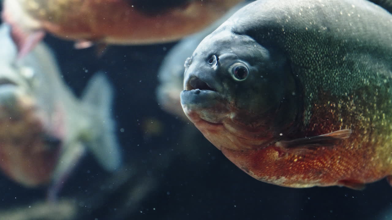 Close-up of a piranha underwater, sharp focus on face, moody and intense vibe