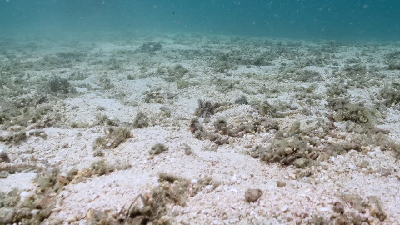 Scenery On Sandy Ocean Floor With Empty Reef. underwater