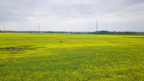 Aerial-flyover-blooming-rapeseed-field,-flying-over-lush-yellow-canola-flowers,-idyllic-farmer-landscape-with-high-voltage-power-line,-overcast-day,-wide-drone-shot-moving-forward