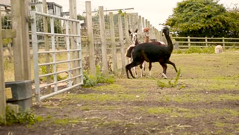 una toma de trípode en tiempo real de tres alpacas de piel marrón, negra y naranja pastando un juego al lado de una valla blanca en un campo de hierba en una tarde