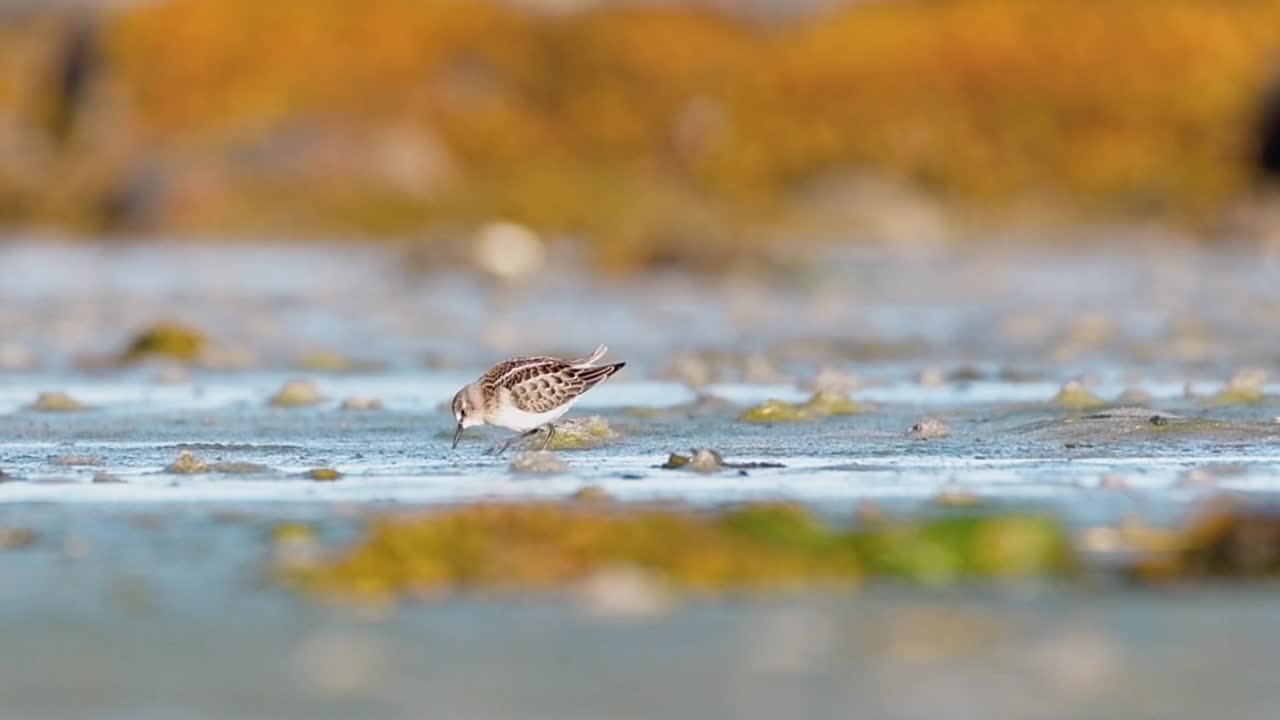 Dyrelivsopptak av en dvergsnipe som spiser på en tidevannsflate ved soloppgang i en naturskjønn norsk fjord. Vakkert gyllent time-lys og filmatisk stemning.