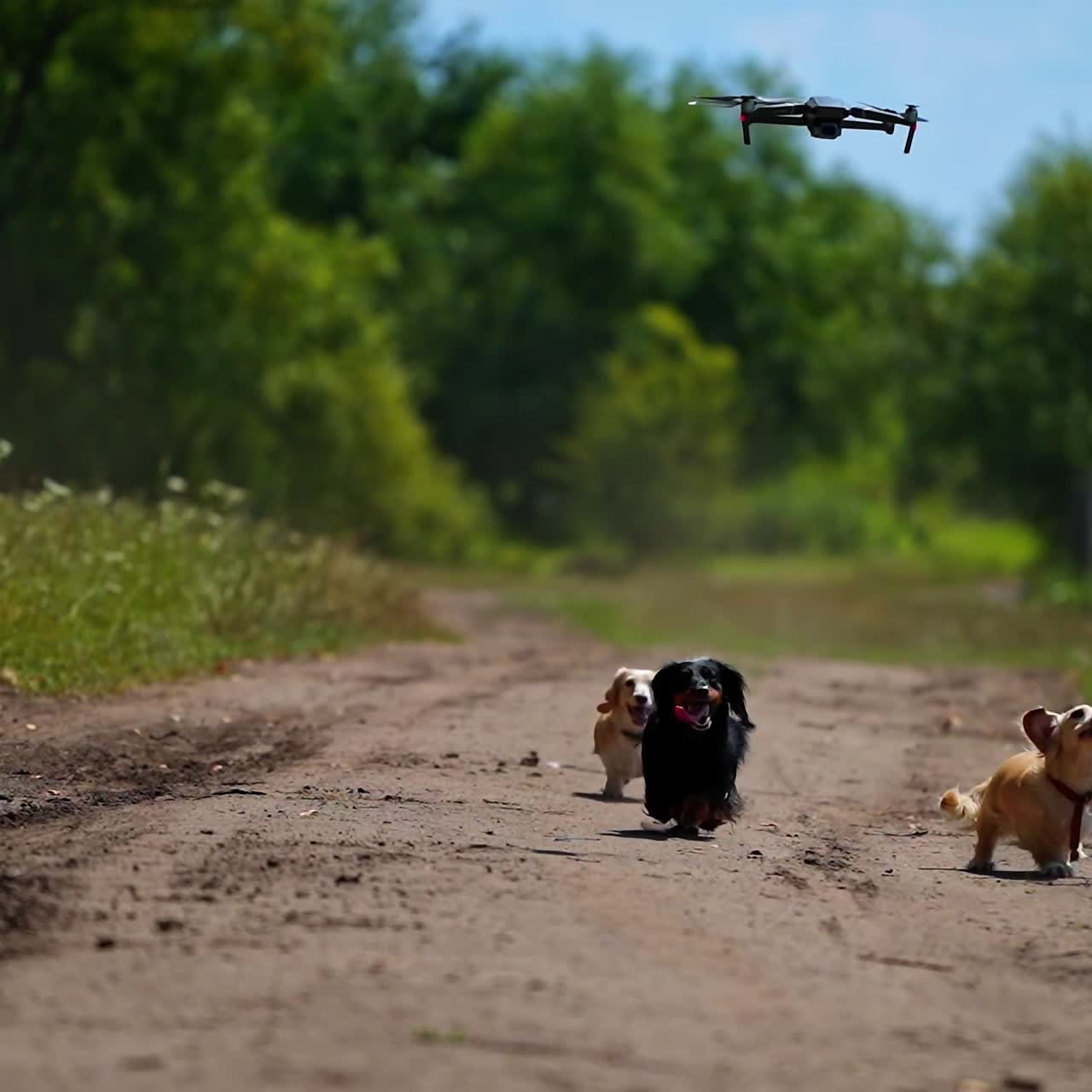 Group of well-groomed dogs on the road. Active pets of different colors running and jumping among beautiful summer nature. Drone flies over the domestic animals.