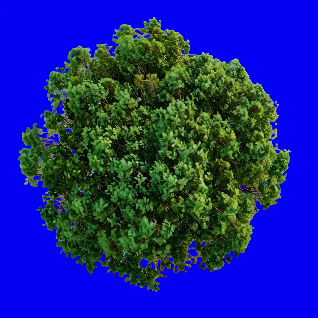 Lush green tree sphere animation, transparent 4K video, green screen