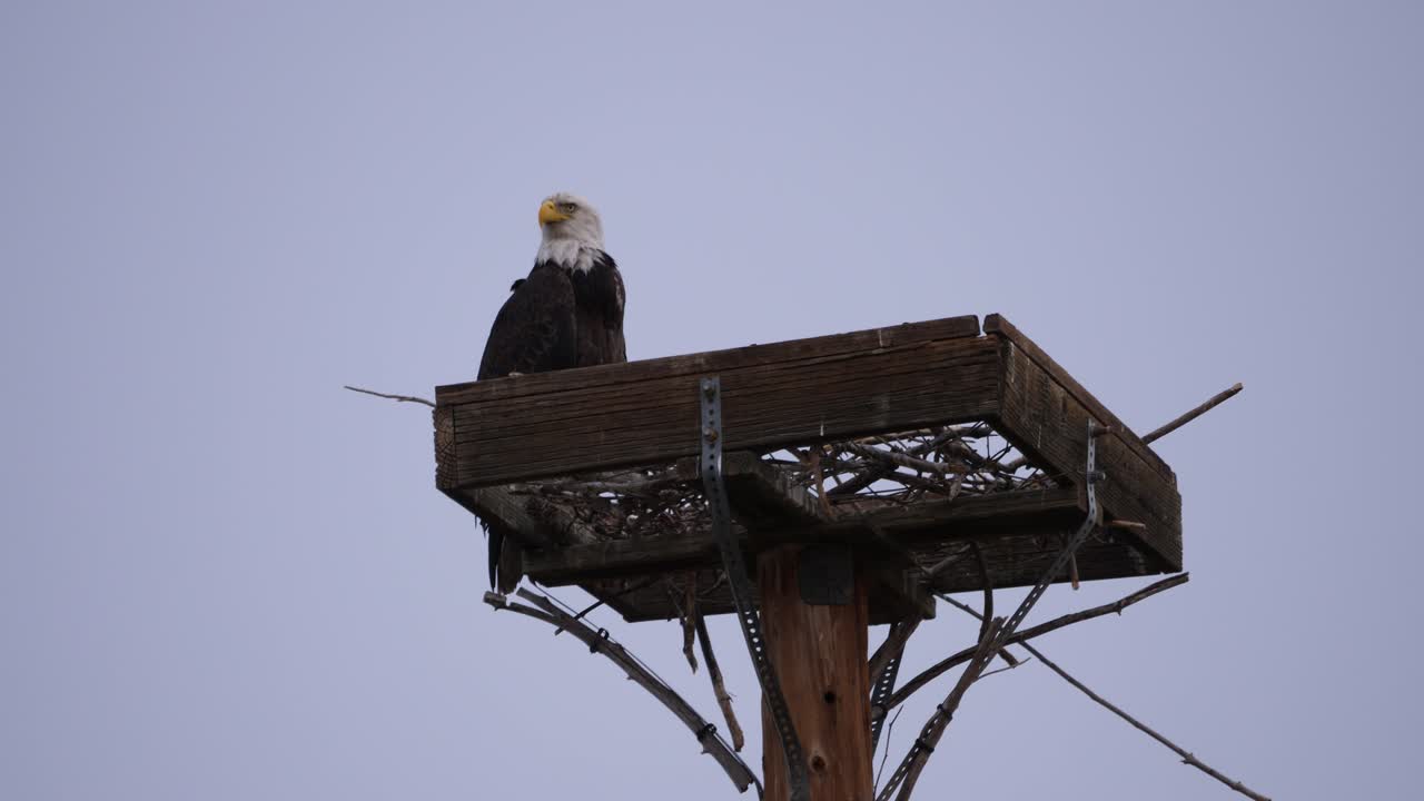 Bald Eagle perched in the Gilbert Arizona Riparian Preserve.