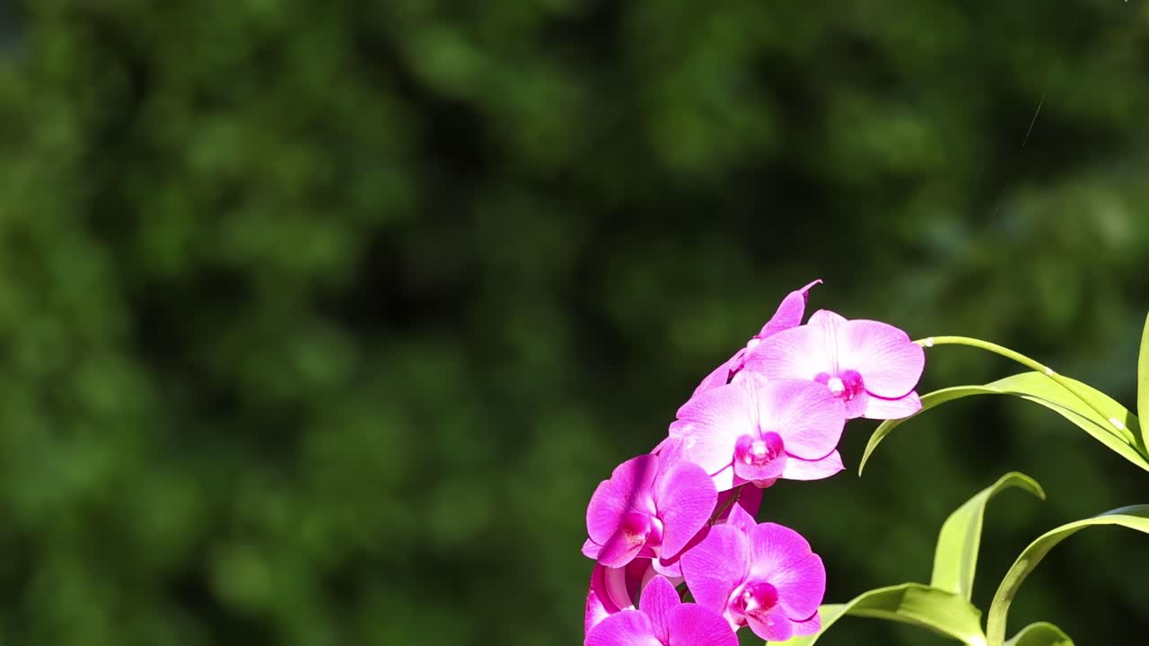 빛에 열리는 꽃의 타임 스