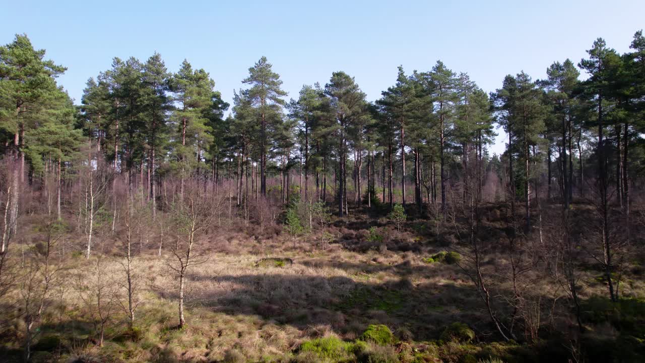 Cinematic aerial drone footage flying through the canopy of a native Scots pine forest in Scotland with shafts of light highlighting heather and the green mossy carpet of the forest floor