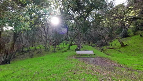 Caminar-Pov-Sendero-Natural-Parque-Con-árboles-Hierba-Verde-Sol-Detrás-De-La-Vegetación