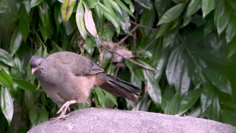 Slow-motion-medium-shot-of-a-Chaco-chachalaca-walking-forward-over-rocks